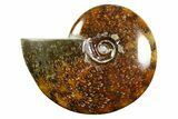Polished Ammonite (Cleoniceras) Fossil - Madagascar #339228-1